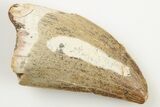 2.28" Carcharodontosaurus Tooth - Real Dinosaur Tooth - #192980-1